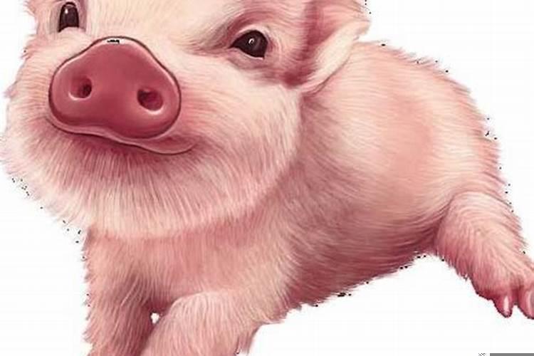 令人刮目相看的猪