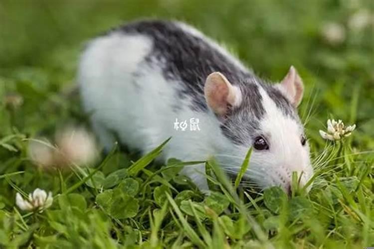 怀孕女人梦到老鼠爬到身上去