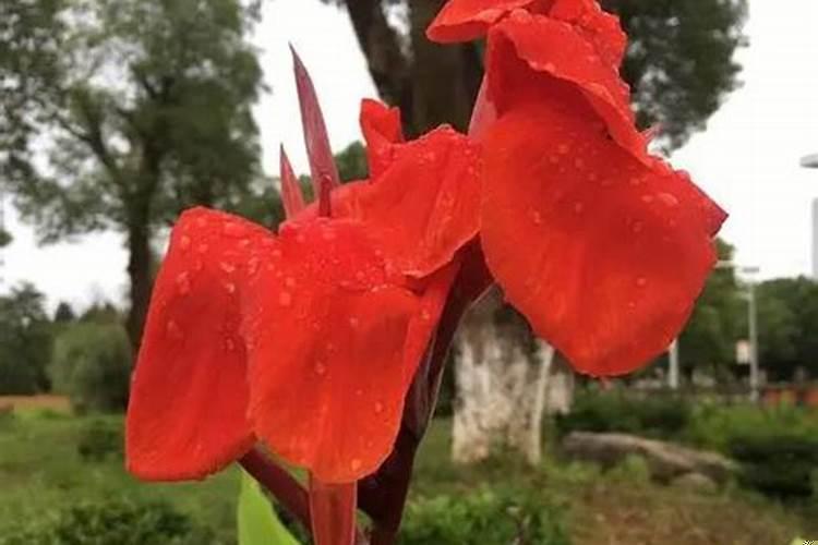 什么花奉香招财又好养