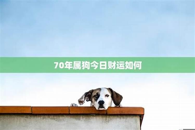 七0年出生属狗今年运势