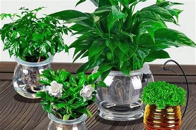 属牛的人养什么植物旺财