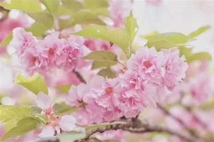 什么叫犯桃花灾