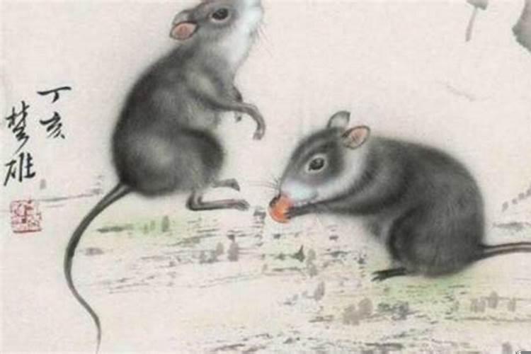 属羊和鼠相配婚姻如何