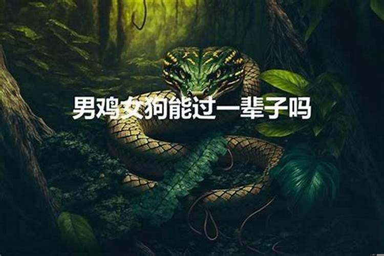 二婚属鸡男与二婚属龙女相配吗好吗