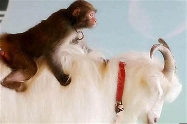 属猴和属猴的结合好不好