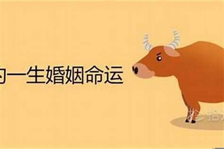 72年的鼠85年的牛婚姻好不好