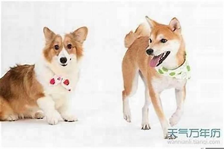 男狗配女虎的婚姻怎么样