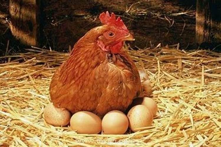 孕妇做梦梦见母鸡