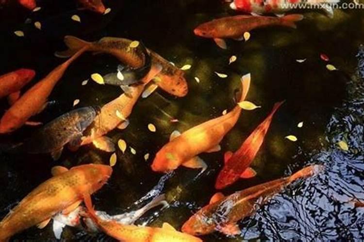 梦到好多鱼在水里跳来跳去