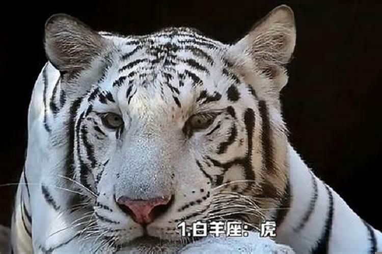 十二星座的喜欢颜色是什么