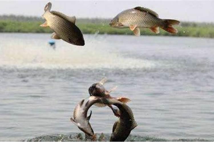 梦到好多鱼在水里跳来跳去