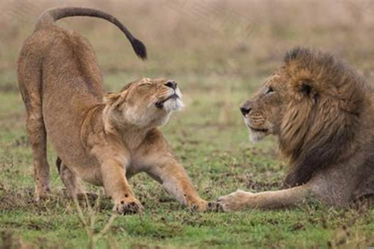 狮子有什么特别之处