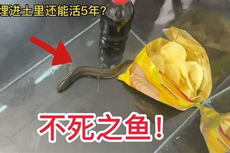 盖房子挖到太岁怎么办