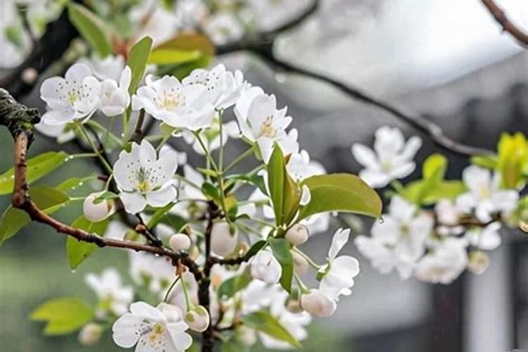 七月半能修坟吗