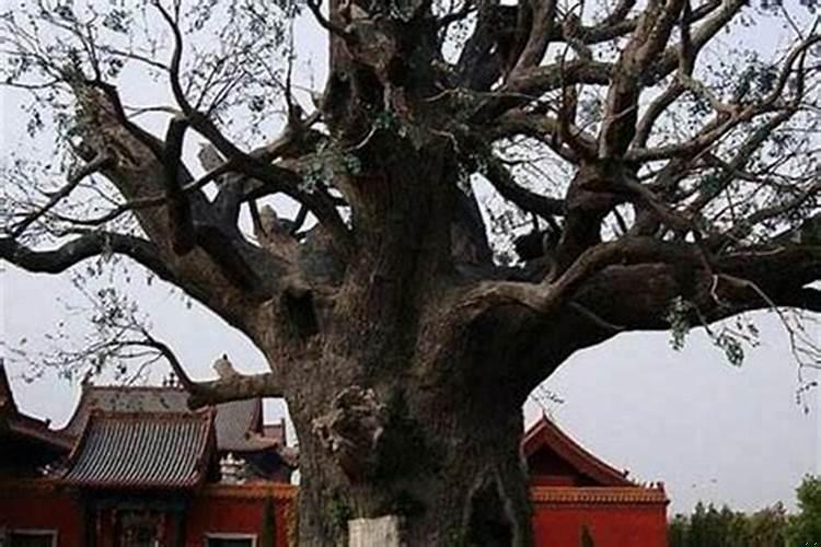 坟上面栽的槐树有什么影响