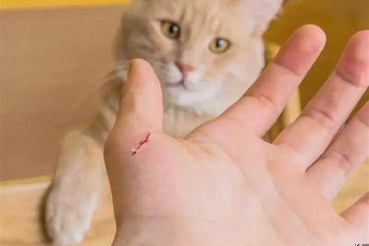 做梦梦到被猫抓伤手出血