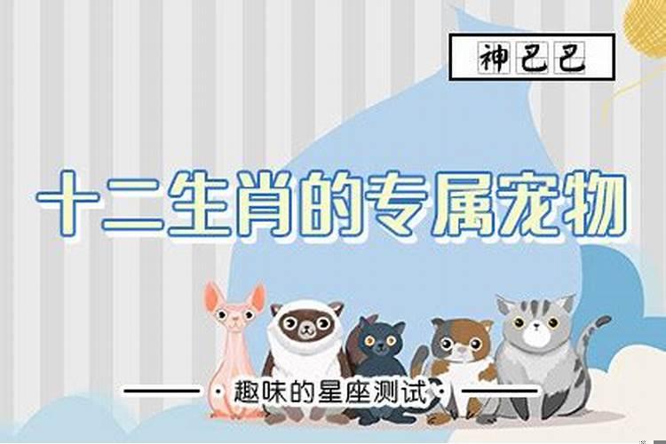十二生肖适合养什么宠物呢
