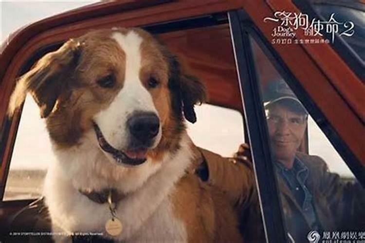 70年属狗的带什么最好最灵