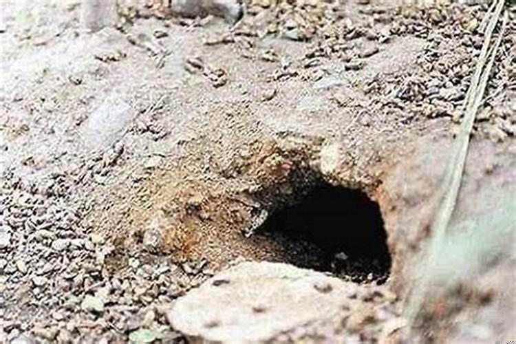 獾在坟前挖洞了怎么办