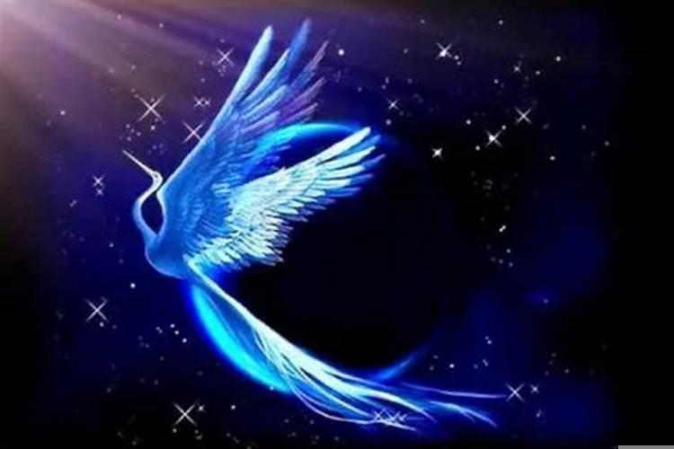 梦到鸟寓意着什么
