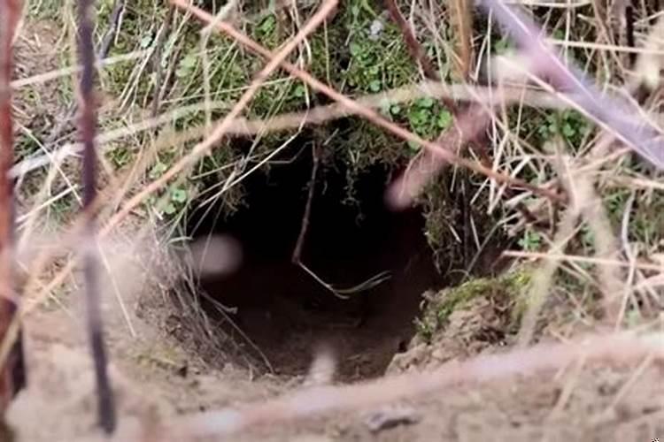獾在坟前挖洞了怎么办