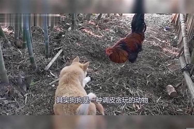 家庭鸡犬不宁