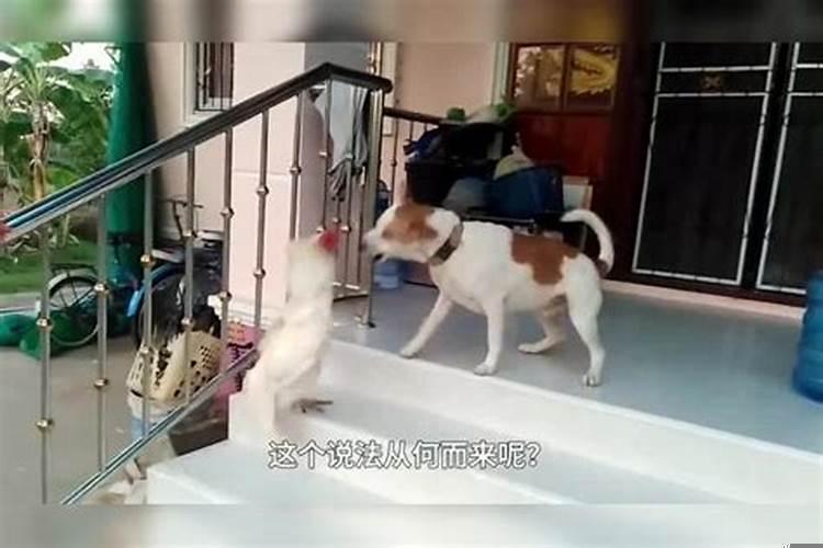 家庭鸡犬不宁