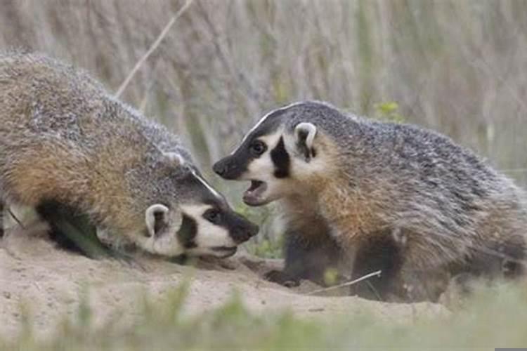 獾在坟前挖洞了怎么办