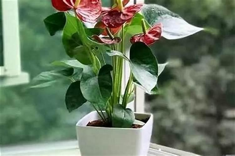 属猪的幸运花卉是什么?