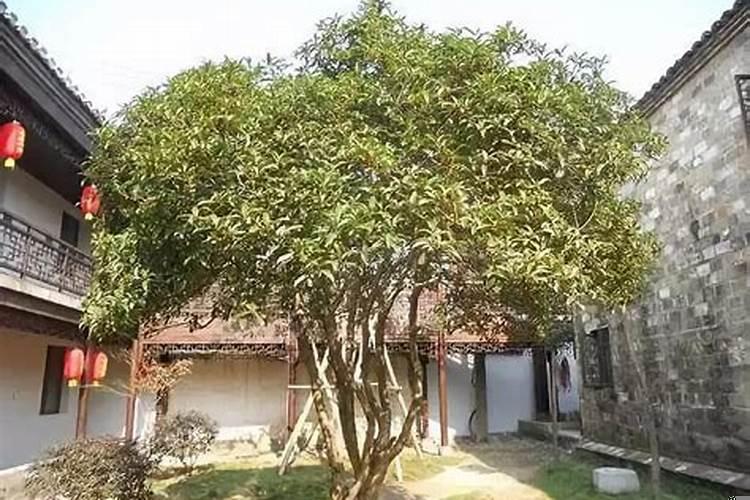 门前种什么树最旺财的