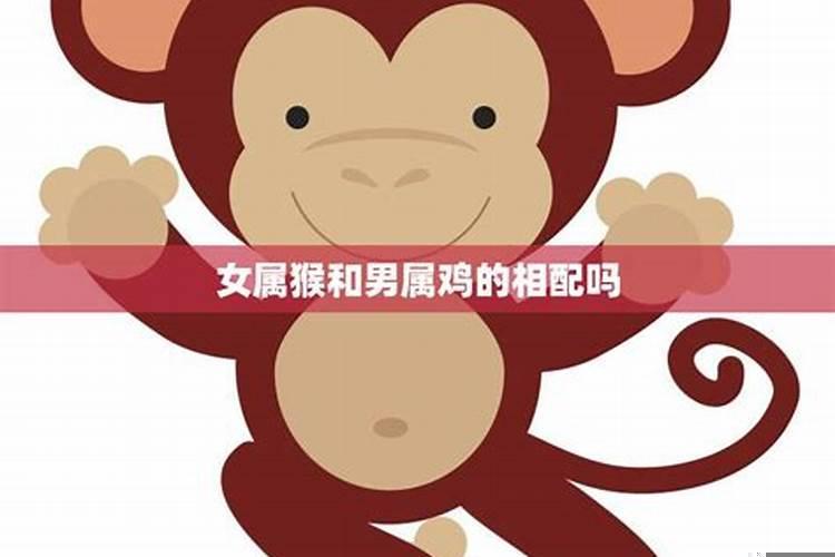 属猴男和属鸡女相配吗婚姻如何