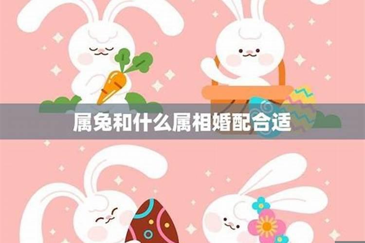 属兔的人和哪些属相合适