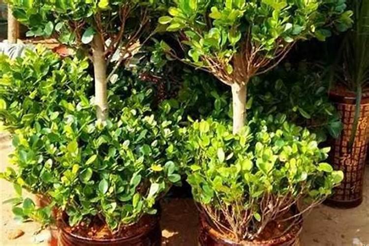 门前种什么树最旺财的