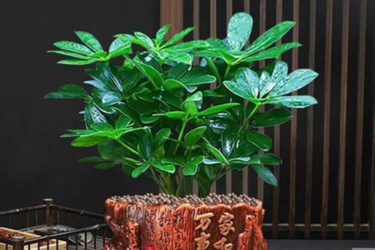 十种招财绿植名字