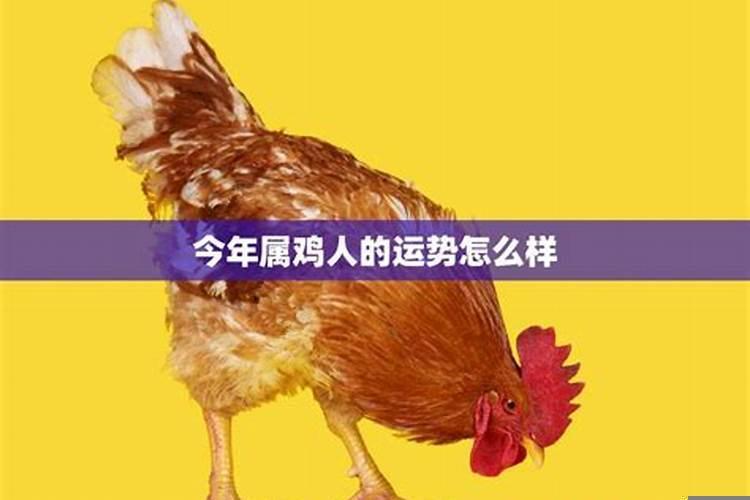 今年属鸡的运势怎么样2025