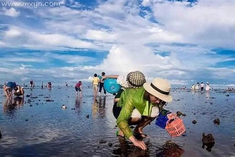 梦到赶海捡海蛎子