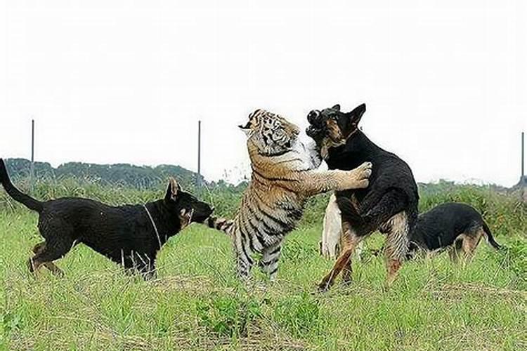 狗和蛇合不合财