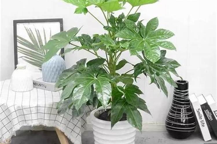 有利风水的花卉