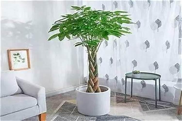 店里摆什么植物招财聚财