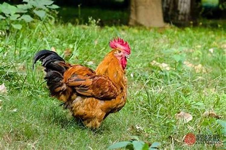 属鸡适合戴什么招财