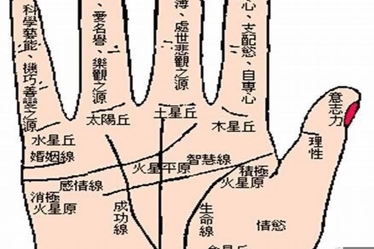 六月出生鼠运如何