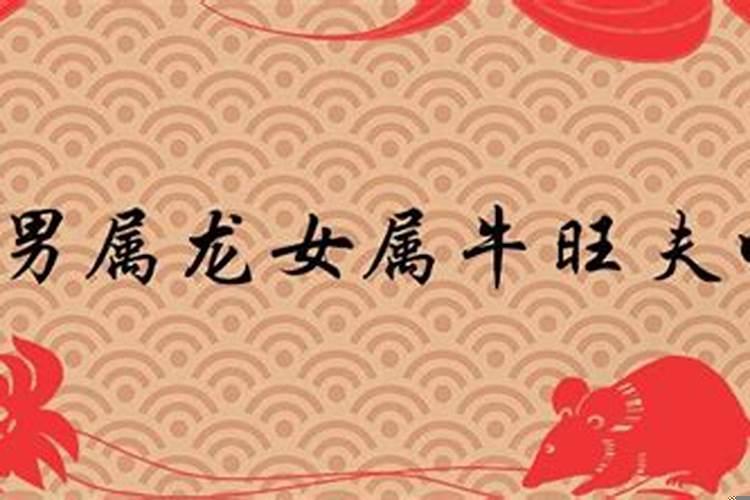 女属龙跟男属牛相配吗