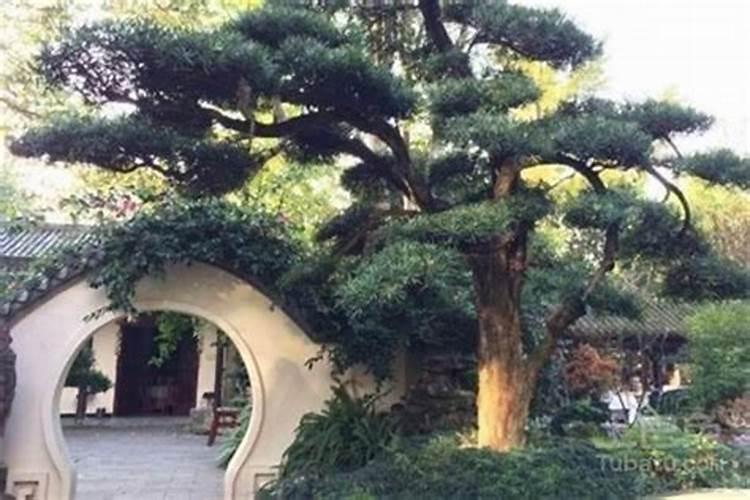 小区里面种什么树对风水最好