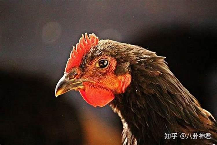 哪个生肖挣钱最厉害