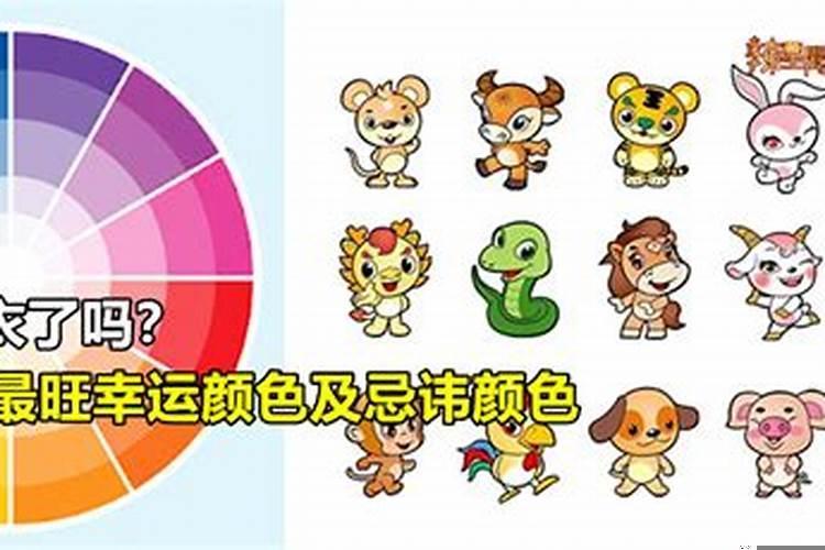 生肖猪旺财颜色