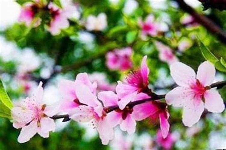 算桃花运生辰八字