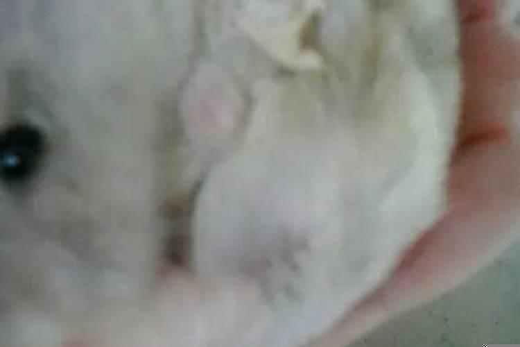 梦见脚上长个肉瘤