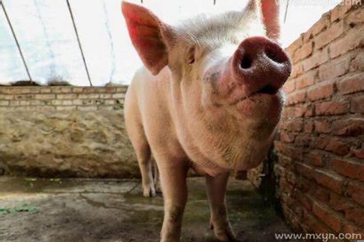 梦见挖粪是什么意思周公解梦