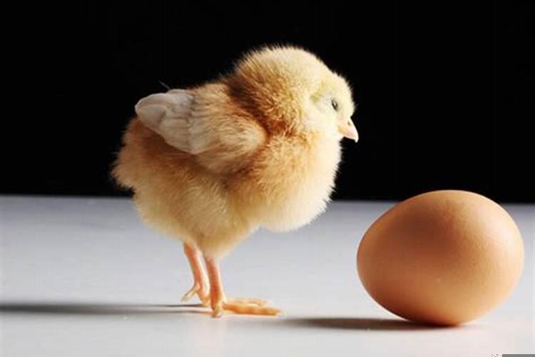 梦见鸡了是啥意思啊