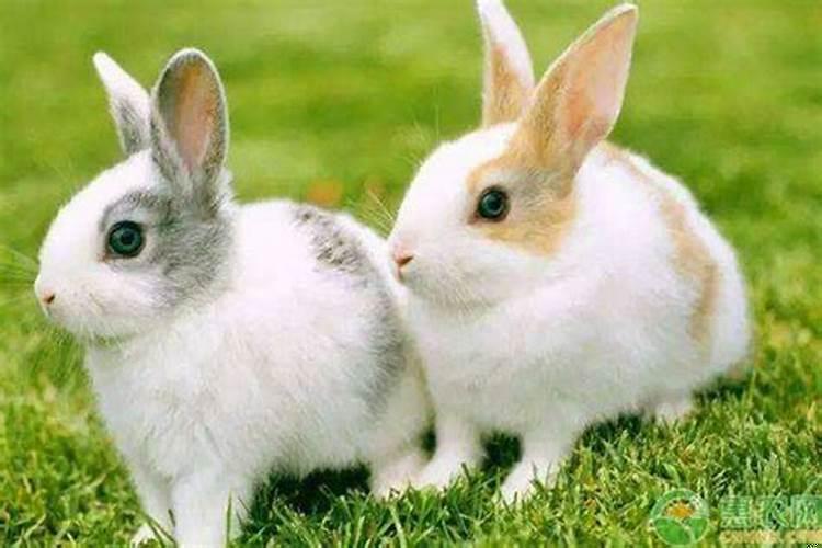 养兔在风水上的运用